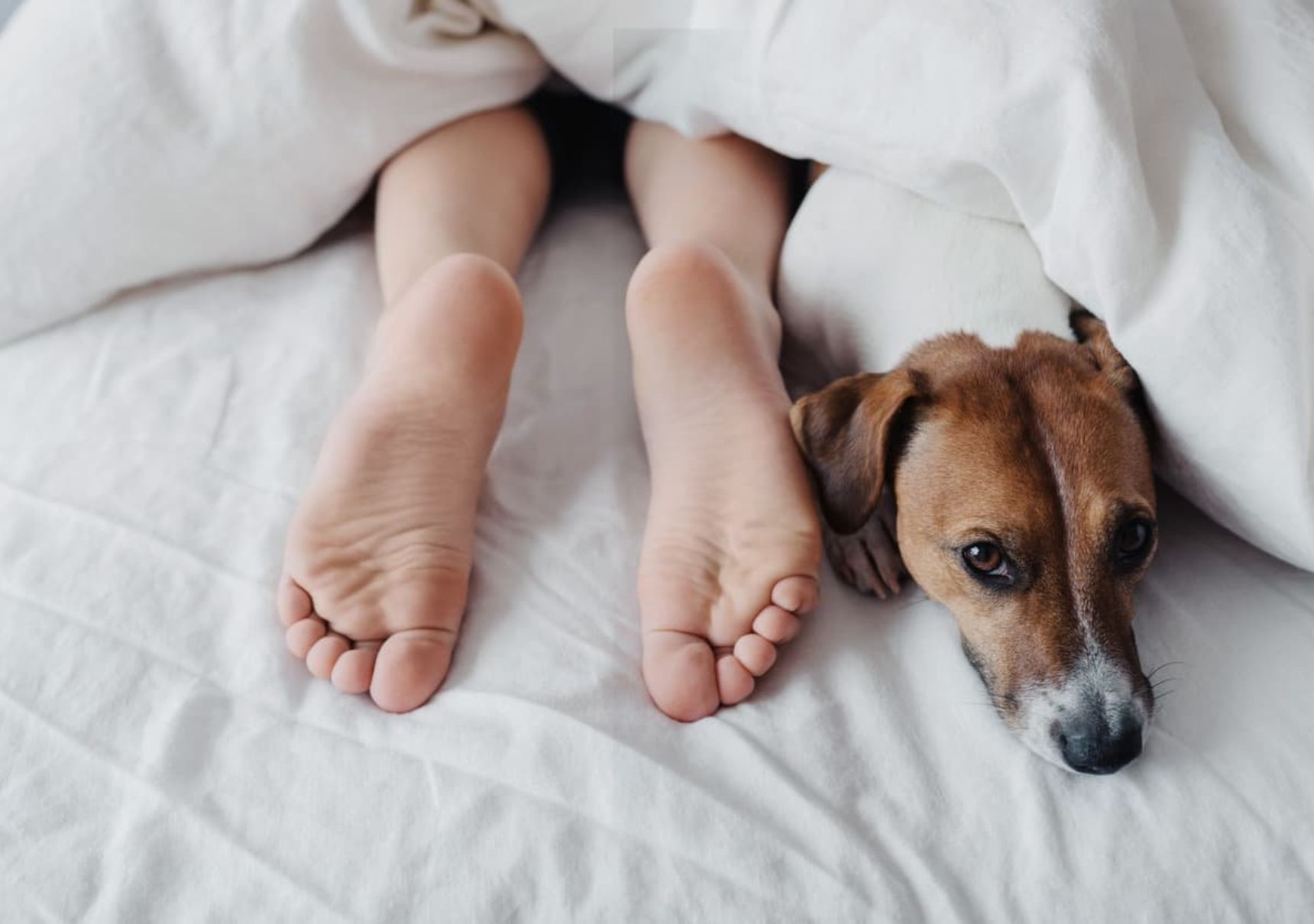 cane e donna a letto