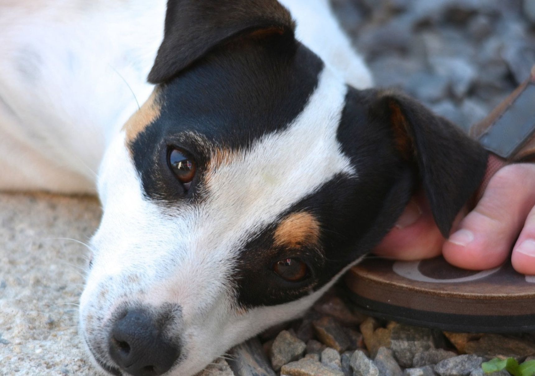 cane su piede