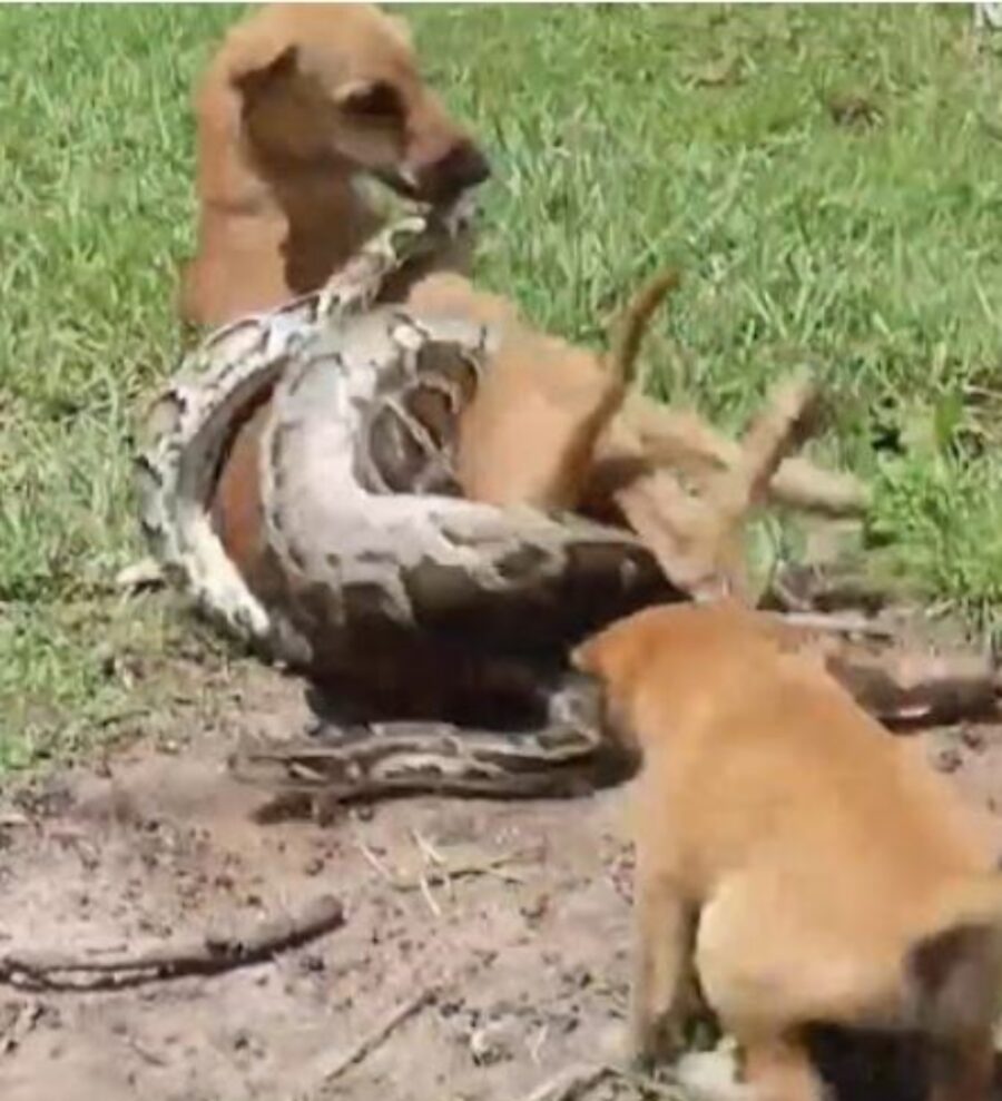 un cane con un pitone