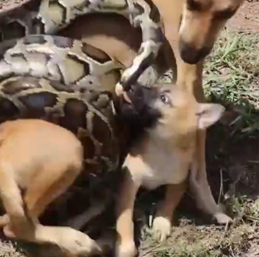 un cucciolo con un serpente