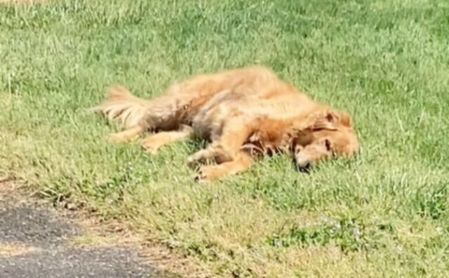 Il Golden Retriever costretto a lasciare casa dei nonni fa una scenata così plateale da meritare un Oscar (VIDEO)