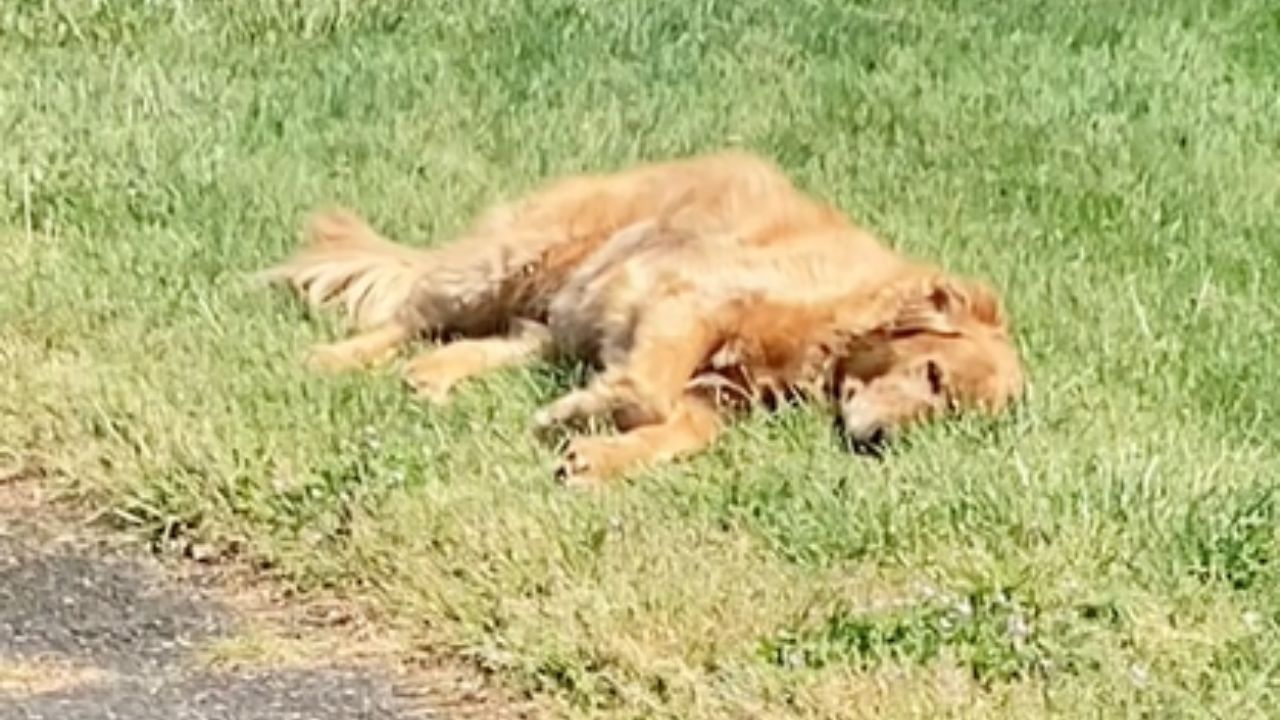 cane sul prato