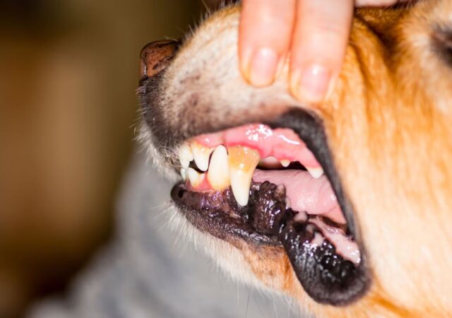 Come togliere il tartaro dai denti dei cani: tutti i modi