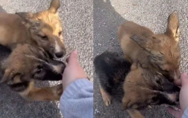 La donna stava tranquillamente camminando per strada quando si è accorta di due cuccioli di cane soli e confusi