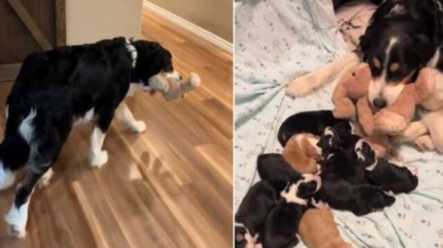 Mamma cane continua a portare un peluche sul letto dove si trovano i suoi cuccioli e il motivo è commovente