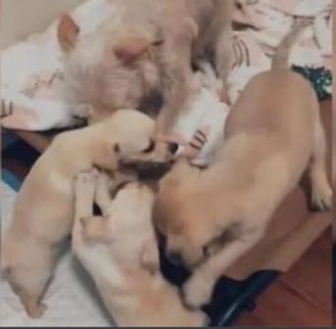 Mamma cane dal cuore spezzato si riunisce con tutti i suoi cuccioli dopo che gliene è stato sottratto uno