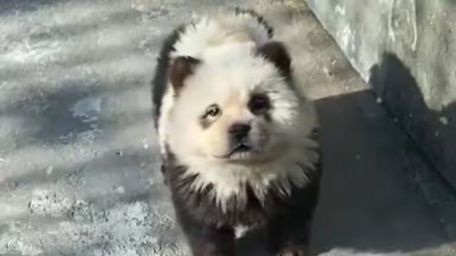Cuccioli di cane mascherati da panda: succede in uno zoo cinese