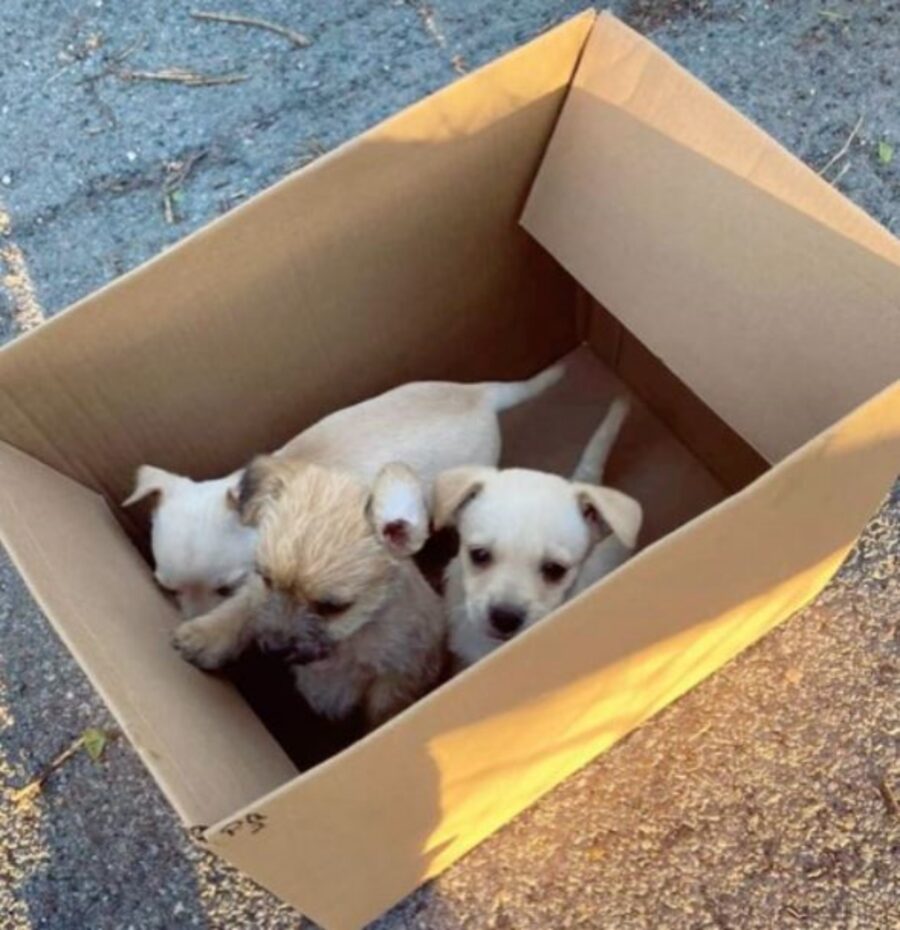 tre cuccioli dentro uno scatolone
