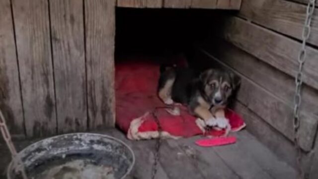 Il povero cucciolo di cane viveva incatenato in una cuccia, all’interno di un parcheggio: aveva bisogno di aiuto