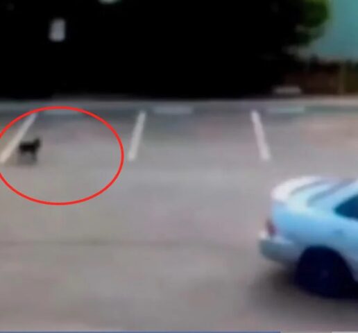 Cucciolo abbandonato nel parcheggio insegue l’auto nella speranza che si pentano e lo riprendano a bordo