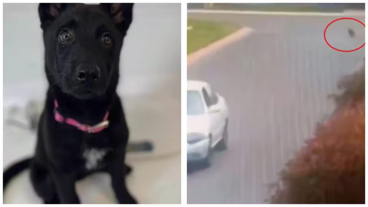 Cucciolo abbandonato nel parcheggio