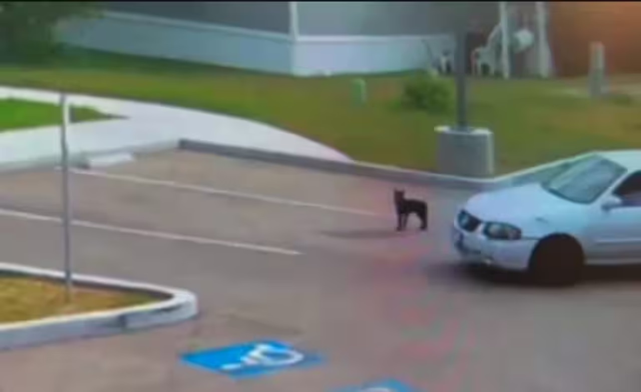 Cane lasciato nel parcheggio