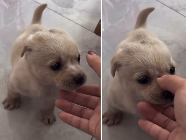 Le lamentele di questo cucciolo di cane quando gli afferrano il musetto sono una cosa che vorrete sicuramente sentire