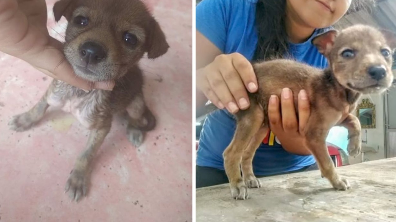 Cucciolo di cane adottato