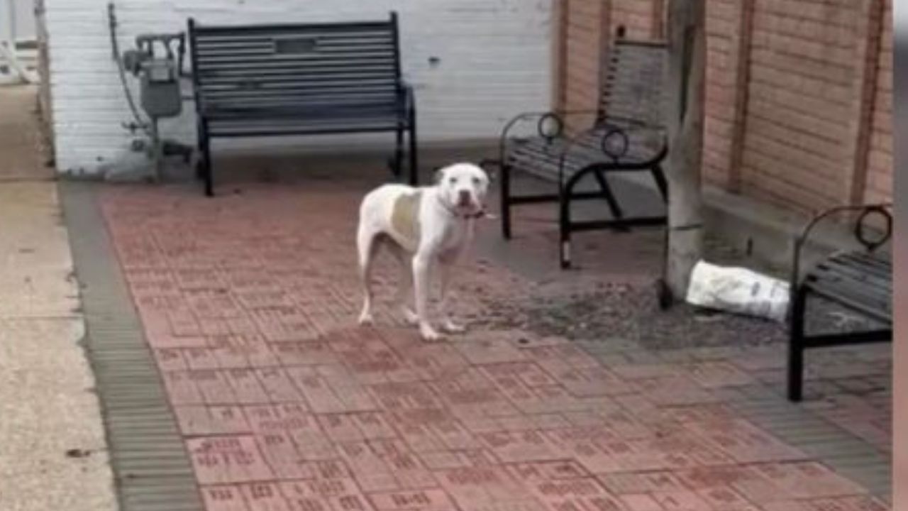 cucciolo di cane trova famiglia