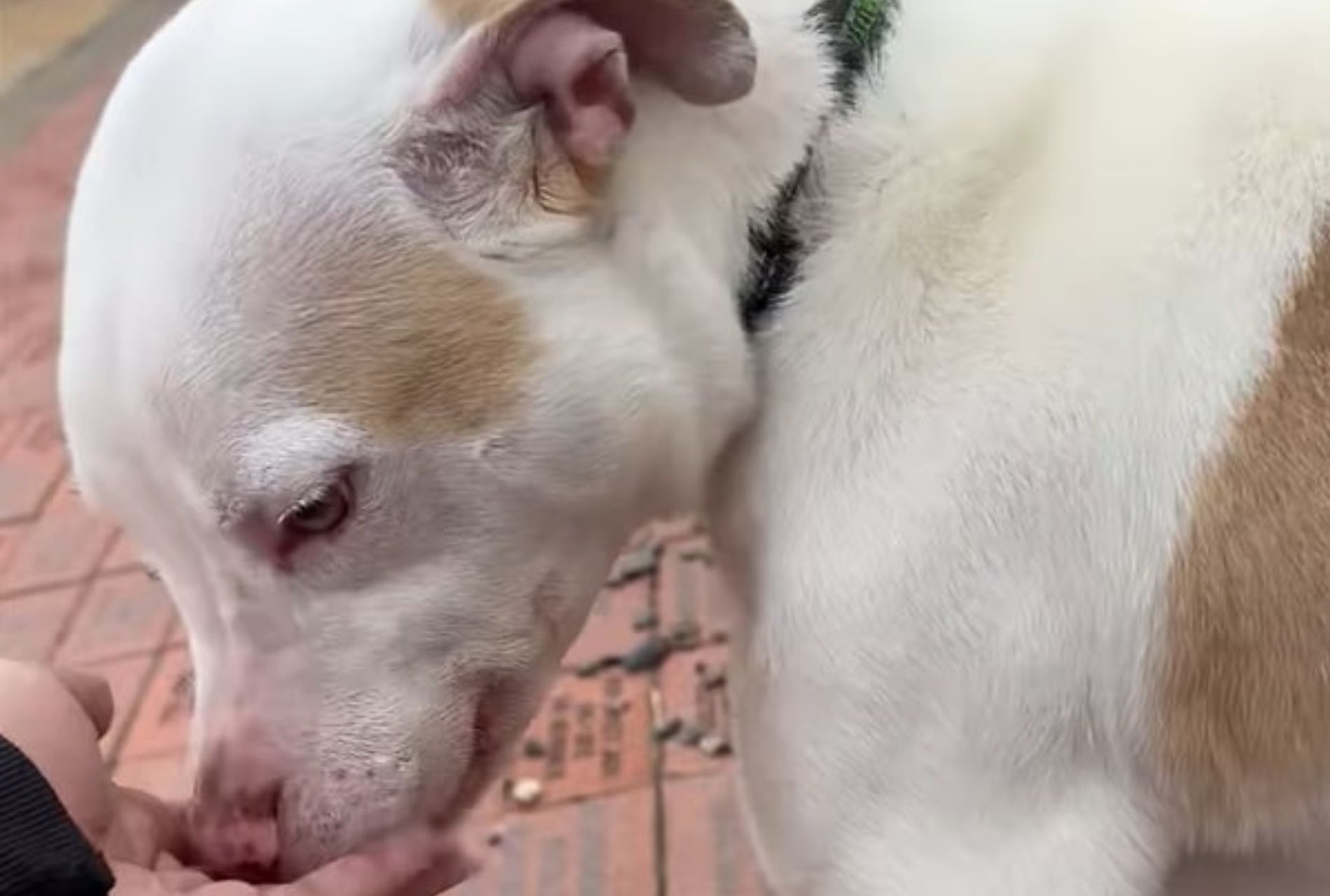 cucciolo di cane trova famiglia