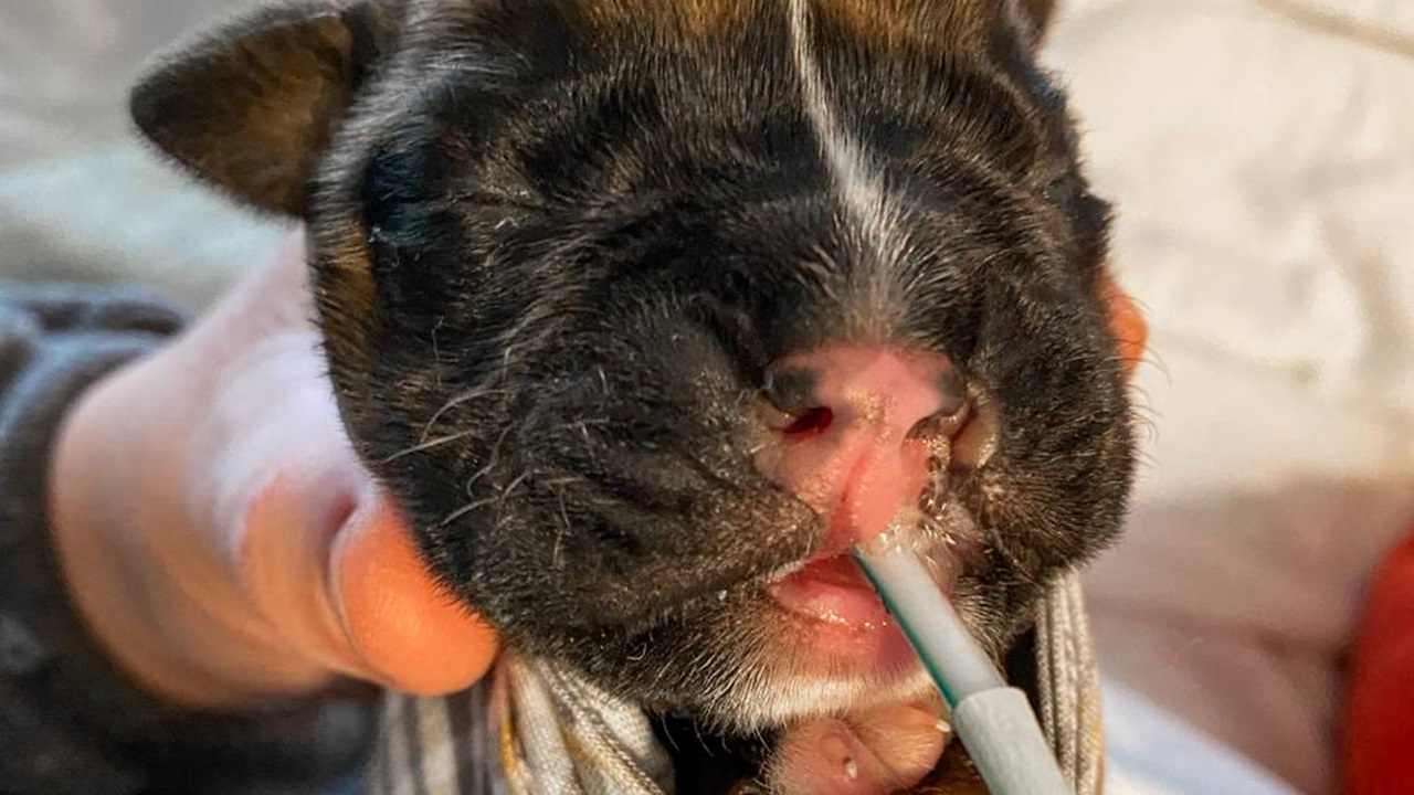 Cucciolo nato con il labbro leporino