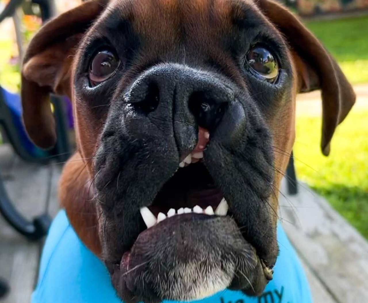 Cane cresciuto con il labbro leporino