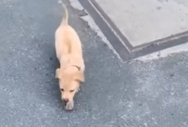 Dalla scatola lasciata davanti al negozio di animali provengono le urla disperate del cane, così la donna la apre