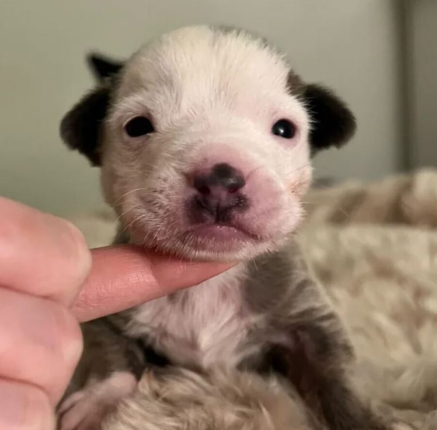 un cucciolo molto piccolo