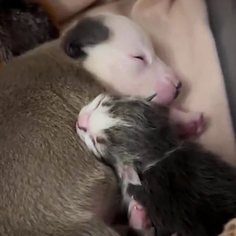 un cucciolo con un gattino di nome Kangaroo