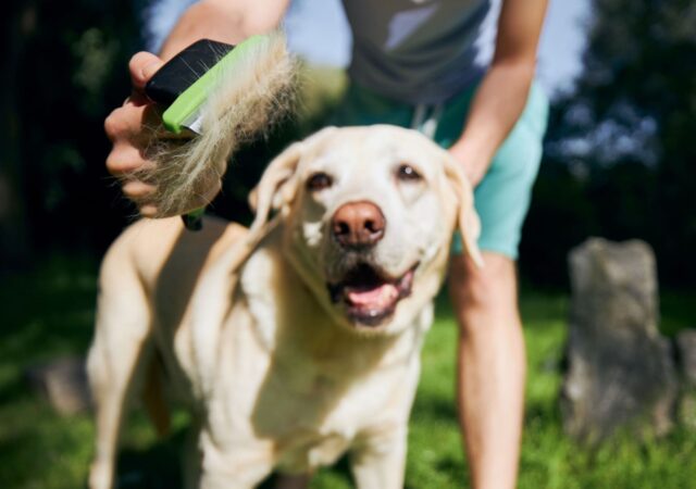 Come curare il pelo del cane in primavera: muta e accorgimenti