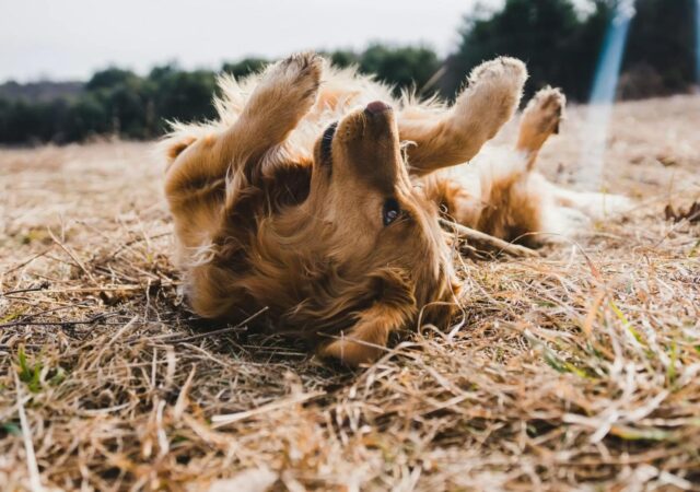 Che cos’è la dermatite da nodi del cane e cosa può provocare