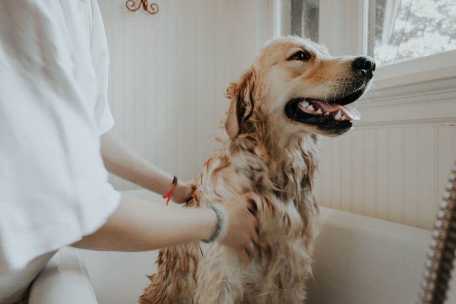 cane fa il bagno