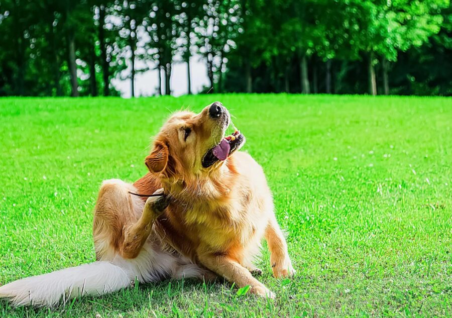 cane con prurito