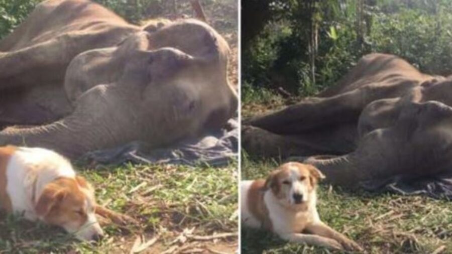 un cane e un elefante