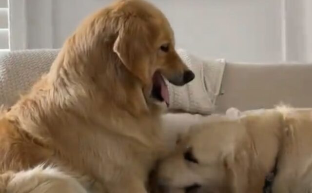 La faccia infastidita del Golden Retriever perché il fratello vuole giocare è decisamente esplicativa