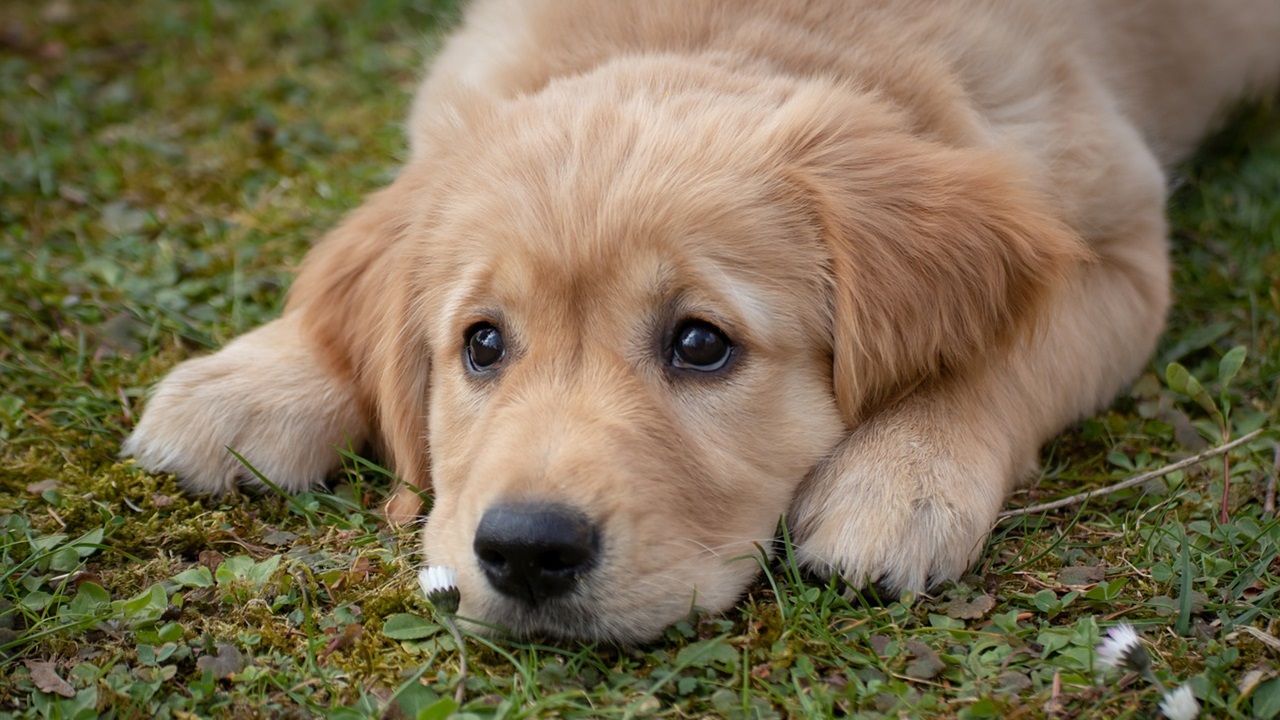 Cucciolo di cane triste