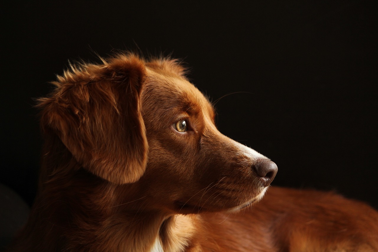 Cucciolo di cane attento