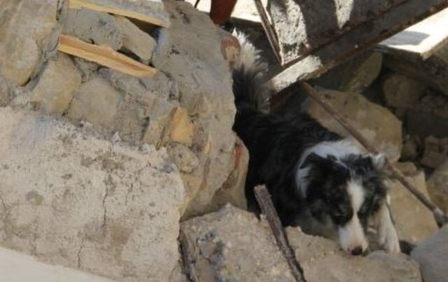 Addio, Galassia: se n’è andata la cagnolina soccorritrice di Rigopiano e del Ponte Morandi