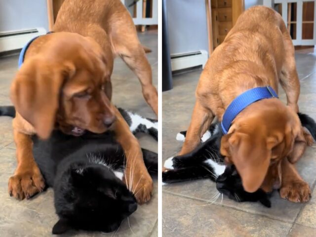 Il Labrador tenta una missione ma la fallisce: il suo obiettivo era conquistare e coccolare i gatti di famiglia