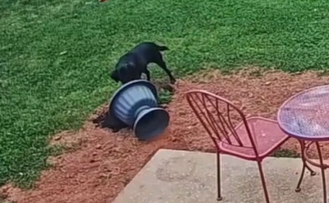 Il Labrador nero cerca di aiutare durante il giardinaggio, ma quello che ne consegue è puro caos (VIDEO)