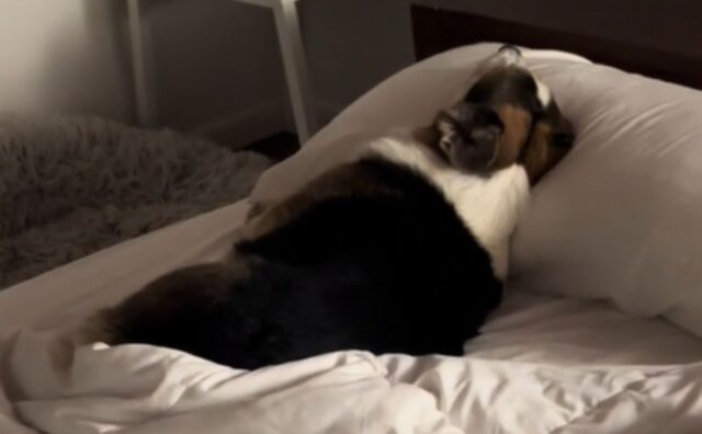 Il modo in cui questo Corgi dimostra a tutti che gli manca il papà è davvero irresistibile (VIDEO)