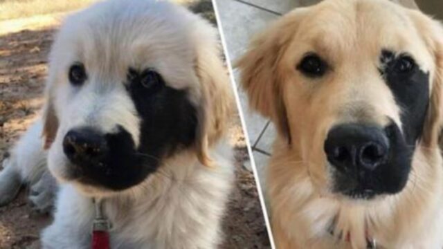 La rara mutazione genetica con cui è nato il Golden Retriever lo ha reso più bello che mai