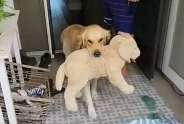Il Golden Retriever portava sempre con sé il suo amato cane di pezza, finché non non lo hanno sorpreso con un vero cucciolo