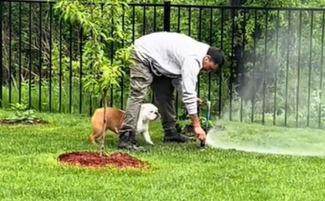 Il papà umano controlla il funzionamento degli irrigatori e per il Bulldog è l’occasione giusta per rinfrescarsi (VIDEO