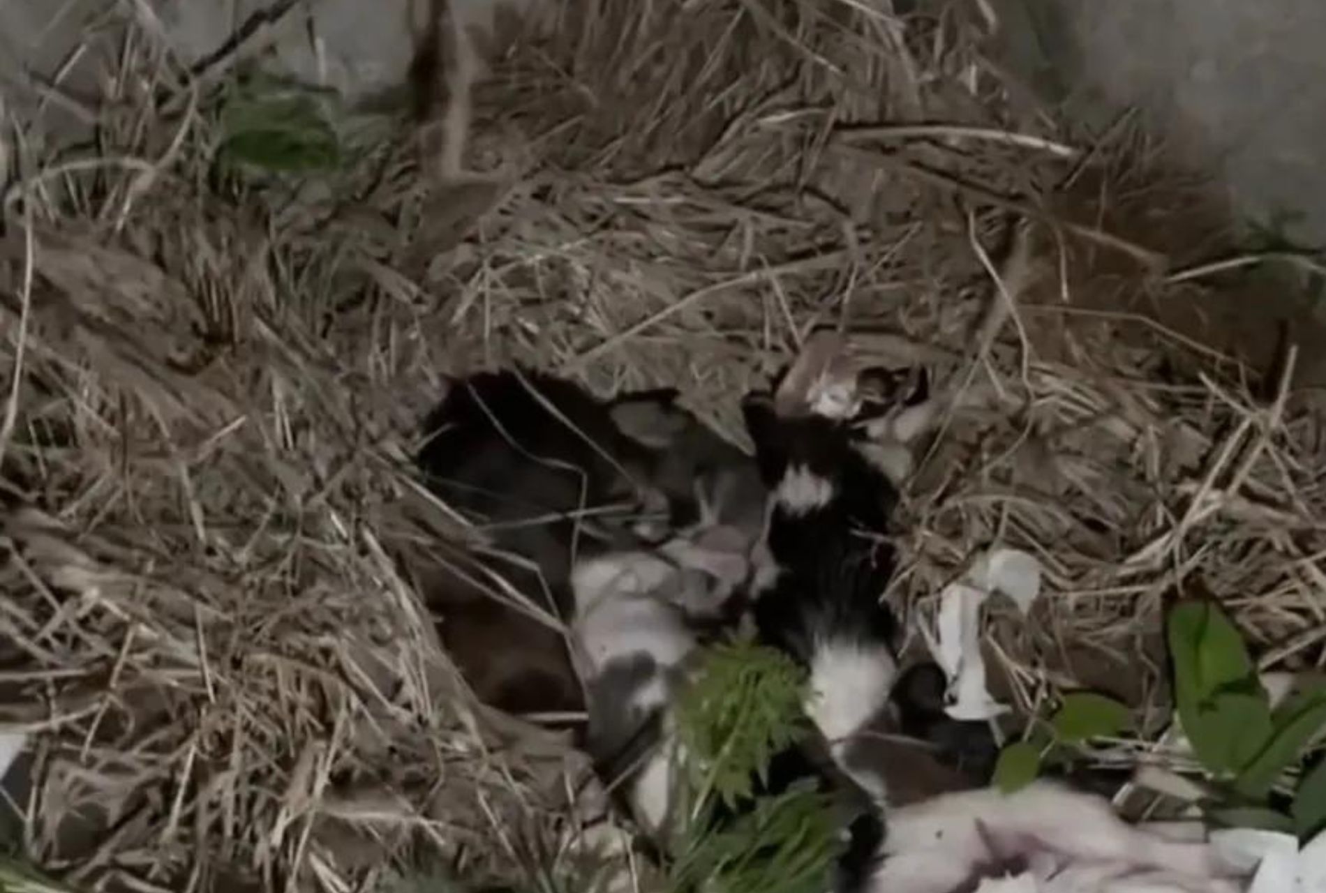 mamma randagia protegge cuccioli