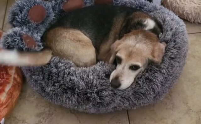 Il Beagle salvato è riconoscente per una comodità che non aveva mai provato in vita sua (VIDEO)