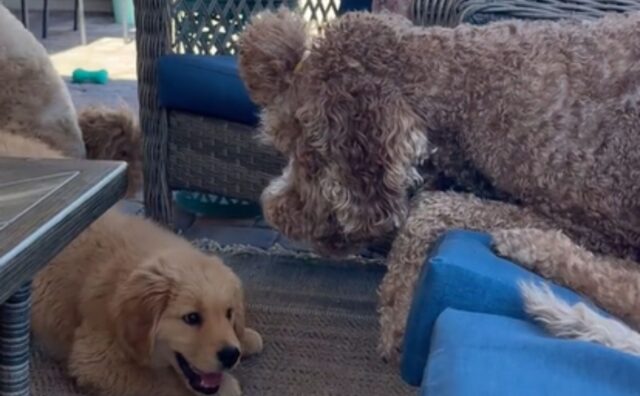 Il dispiacere che il Goldendoodle dimostra all’arrivo del nuovo fratello è del tutto esplicativo  (VIDEO)