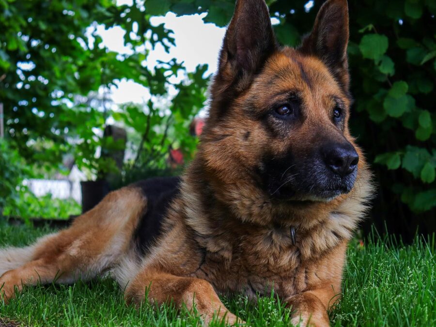 Come vengono addestrati i cani antidroga?