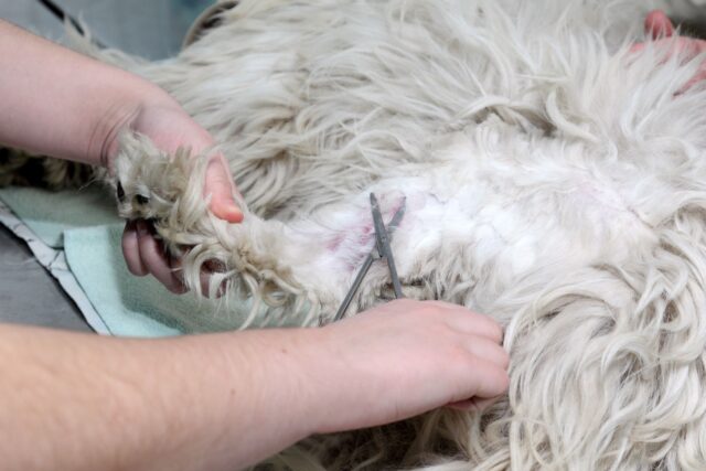 Pelliccia del cane non tagliata per 10 anni: le condizioni di Miracle erano terribili