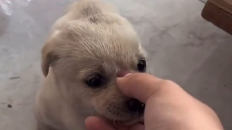 scherzo ad un cagnolino