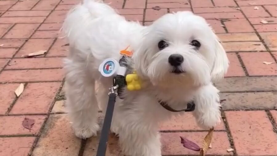 cagnolino al guinzaglio