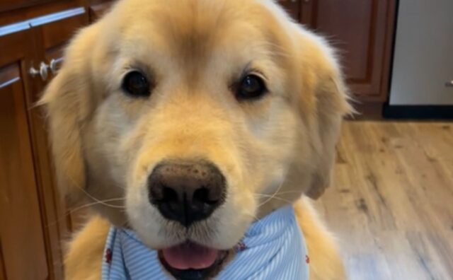 Il Golden Retriever si mostra pieno di orgoglio dopo la sua prima esperienza dal toelettatore (VIDEO)