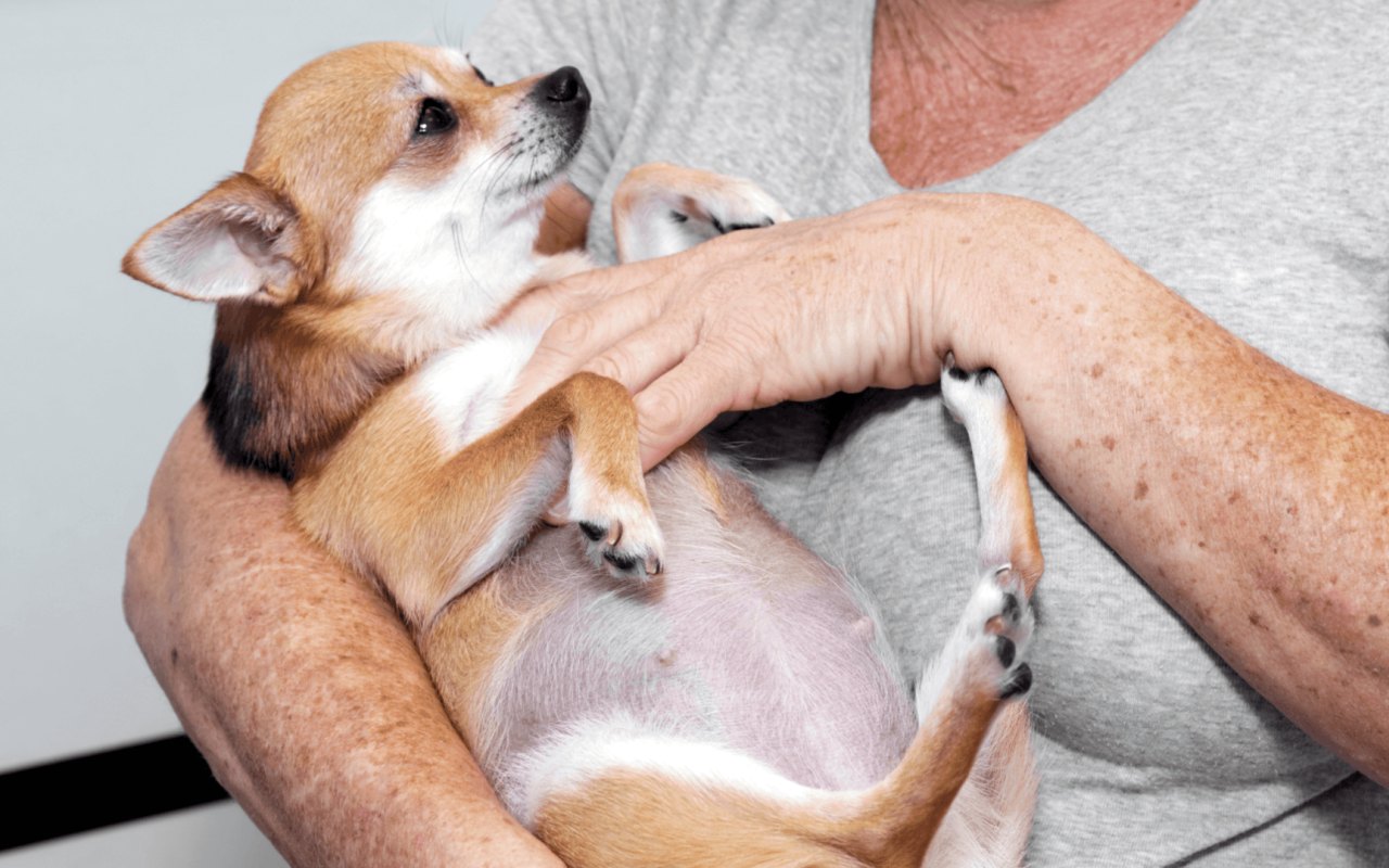 cagnolina incinta