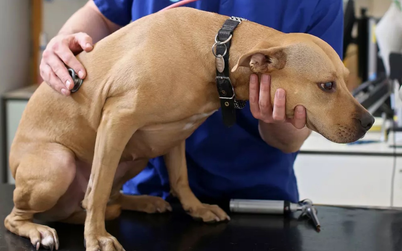 veterinario fa una visita al cane